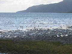 �[���̊���