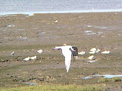 �n�V�u�g�A�W�T�V