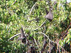 �t���[�c�o�b�g