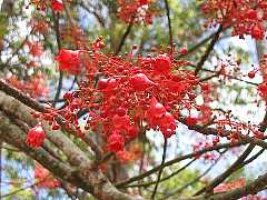 �t�@�C�A�[�c���[