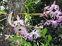 �쐶�̃���