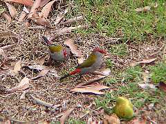 �I�[�X�g�����A�ŗL��̃t���E�`���E