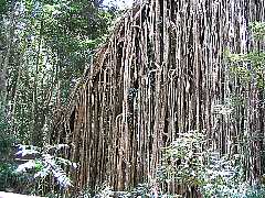 �i�ߎE���̃C�`�W�N