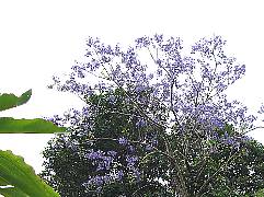 �W���J�����_