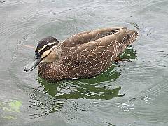 �}�~�W���J���K��