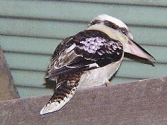 �����C�J���Z�~