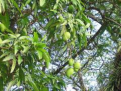 �}���S�[�̖�