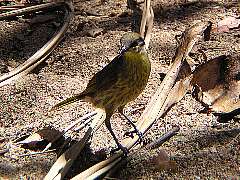 �~�c�X�C�̒���