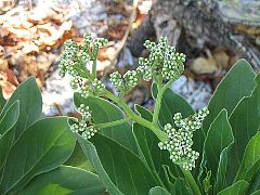 �C�l�A���̏����ȉ�