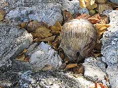 ���̎����ȁH