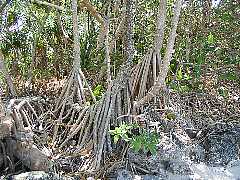 ���G�ȍ�����