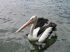 �R�V�O���y���J��