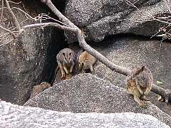 ���̃��b�N�����r�[