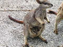 ���b�N�����r�[�̐e�q