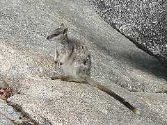 ���v���ɂӂ��郍�b�N�����r�[