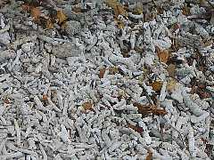 �T���S�̎r�[�̕l