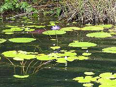 �E�H�[�^�[�����[