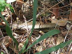 �傫�ȃg�J�Q