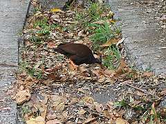 �c�J�c�N��