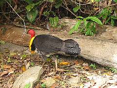 ���u�c�J�c�N��